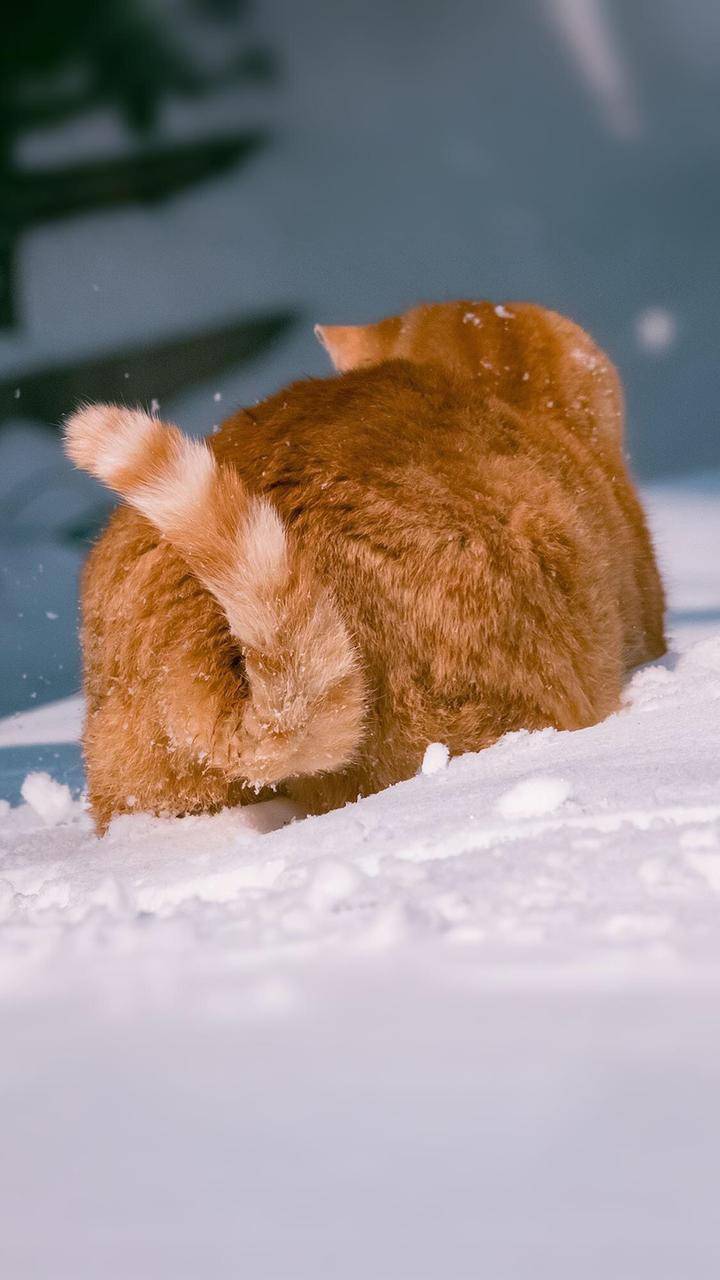 谁说橘猫不吃雪雪地里蹦的可欢了