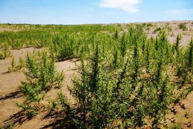 内蒙古阿拉善"十四沙",你知道几种?