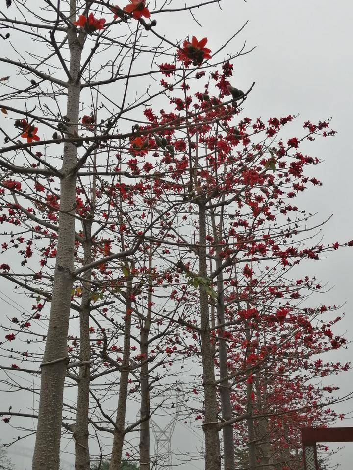 邕江边那一排临风怒放的木棉，一树火焰似的繁花，红艳而炽烈