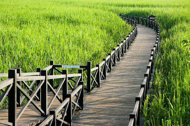 上海|东平国家森林公园