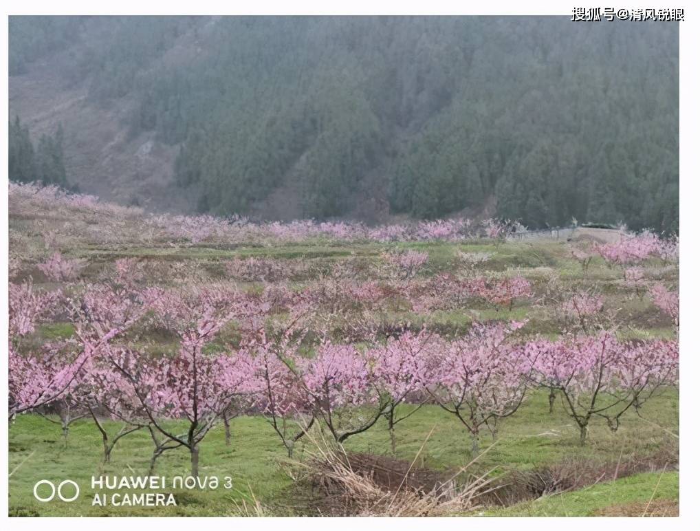 通山县长滩村：三百亩桃花正红，引来游客踏青忙