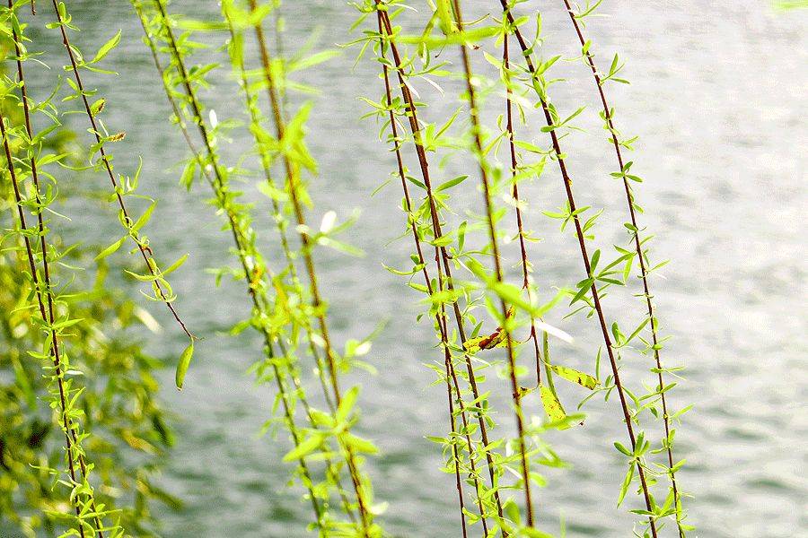 咏柳诗:一树春风千万枝,嫩于金色软于丝