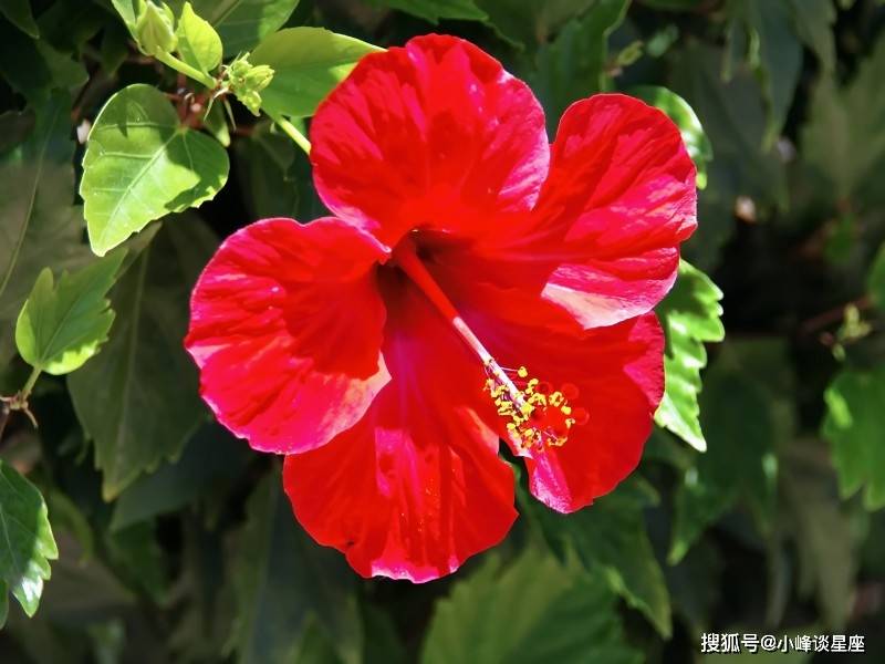 3月18日开始鸿运缠身 财源广进 财厚运旺的四大生肖 五行