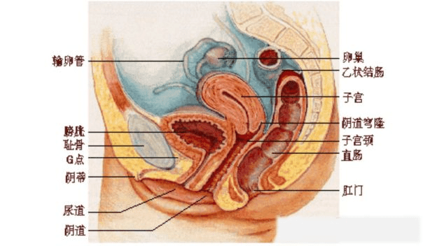 什么原因会引起尿路炎症 2e45ba862ca245efa93e319feda579e3.png
