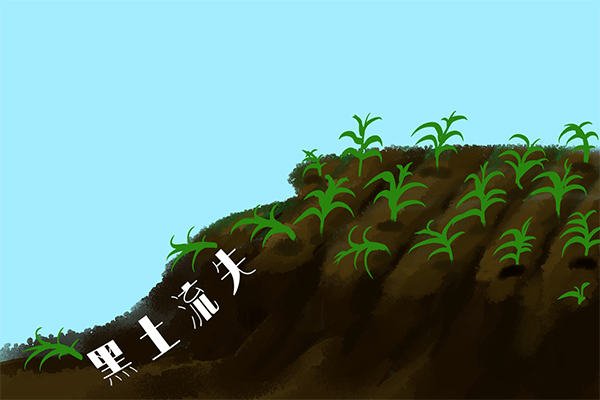 深度科普藏粮于地保护黑土说一说我国特色保护性耕作技术梨树模式