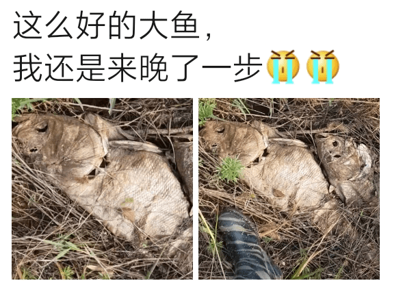 踏破铁鞋无觅处得来全不费工夫打一动物 3a132b50c7df42d78f748f7ccdc38a69.png