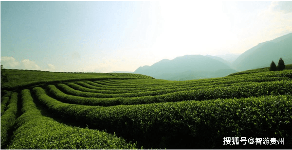 茶颜观色︱遵义道真：春茶采摘之旅精品线路