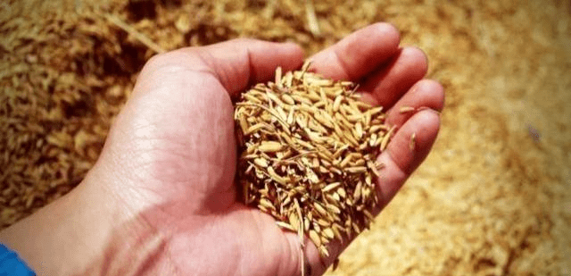 哪里的大米最便宜 5f5eafa7a13540bc969f45010d41f1d7.png