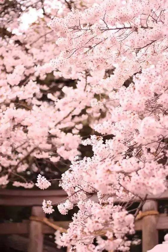 在西安的四月，樱花和古寺更配