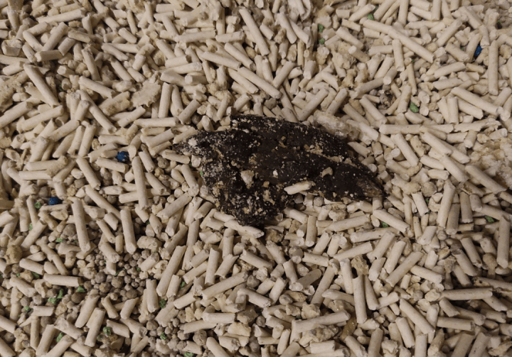 猫咪踩屎踩得满屋都是?先要解决这个问题.