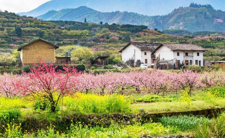 广东最美的乡村，漫山遍野开满鲜花，像画像仙境！