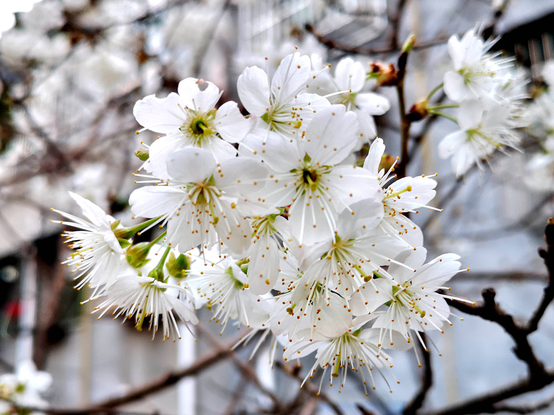 广元农村的樱桃花开啦,洁白的花朵如雪!