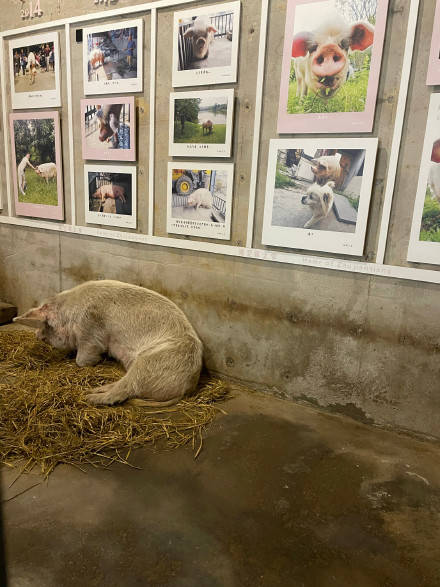 14岁的猪坚强已瘦骨嶙峋_建川博物馆