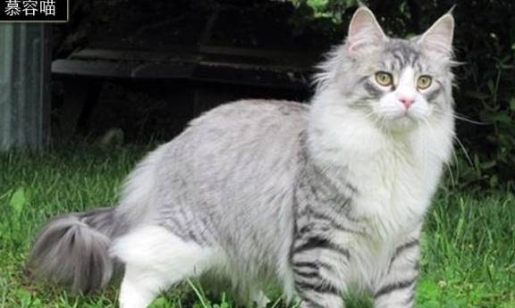 猫咪怎么才能配得上种 02d0a1887cc74bd0a8a61b39cab0d83c.jpeg