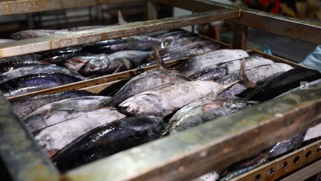 罐头生产36年,来自“中国罐头之都”的萌冠宠食了解下 罐头生产36年,来自“中国罐头之都”的萌冠宠食了解下