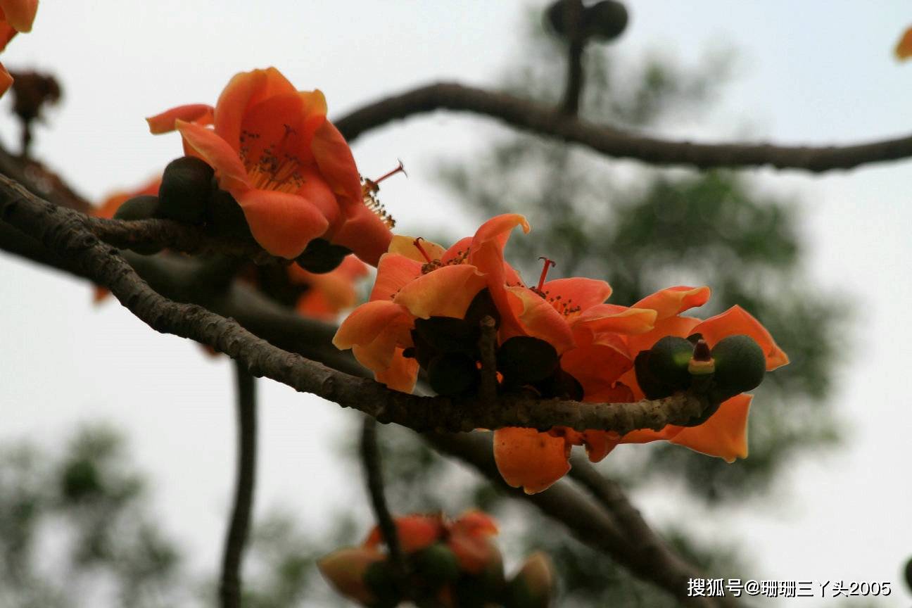 广州从前的 市花 不是木棉花 因纪念一位 南汉姑娘 而得名 素馨花