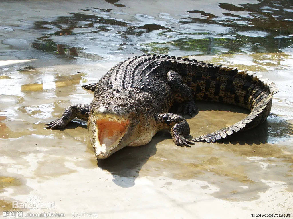 鳄鱼鲸鱼是生活在海洋里的世界上最大的哺乳动物,它们体温恒定,用肺