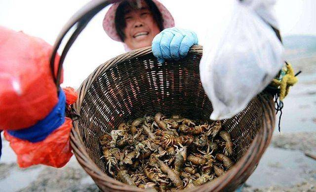 曾经是害虫专门毁庄稼,让农民头疼,现在成了美食,卖价每斤85_蝼蛄