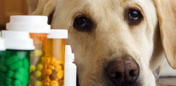 如何给狗打疫苗技巧 81ef8b8390ec49a7bf77f39950e2ccc7.jpeg