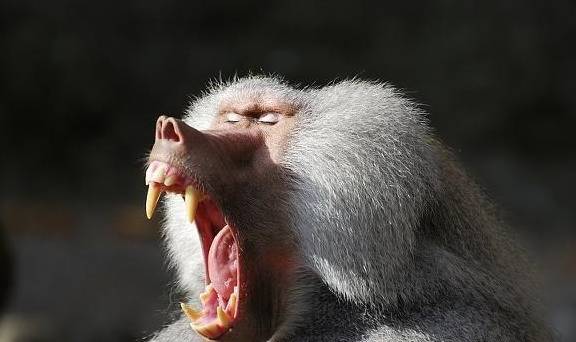 狒狒属于什么科属种 a55d776580004ca69f9460bab02c87af.jpeg