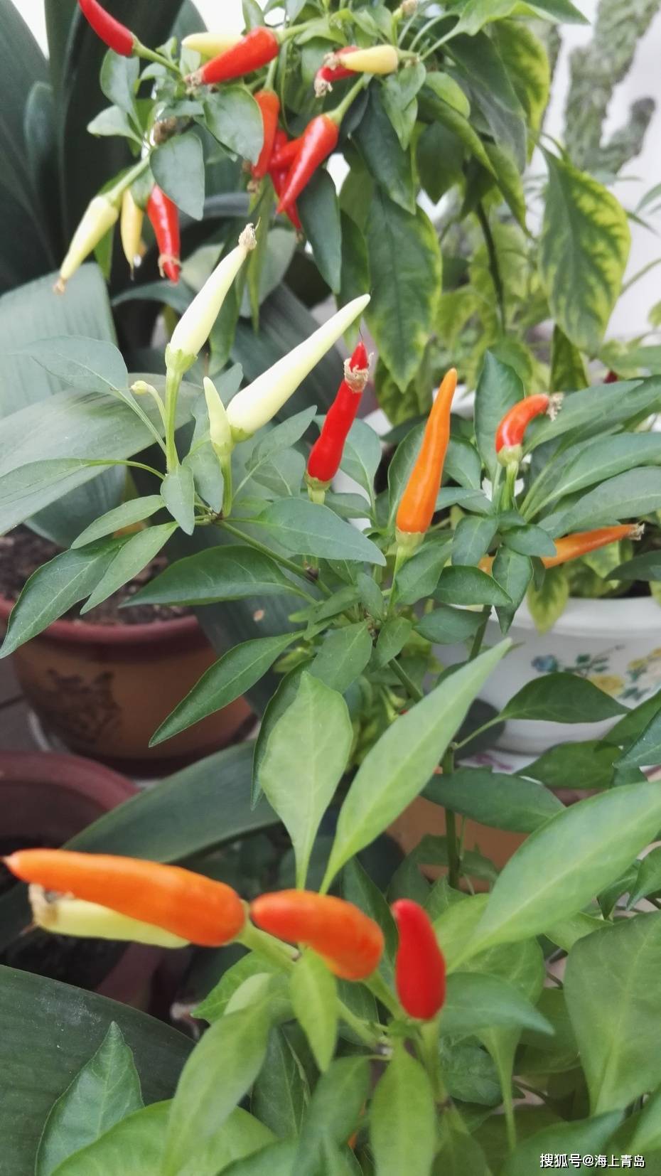 花盆里栽种朝天椒