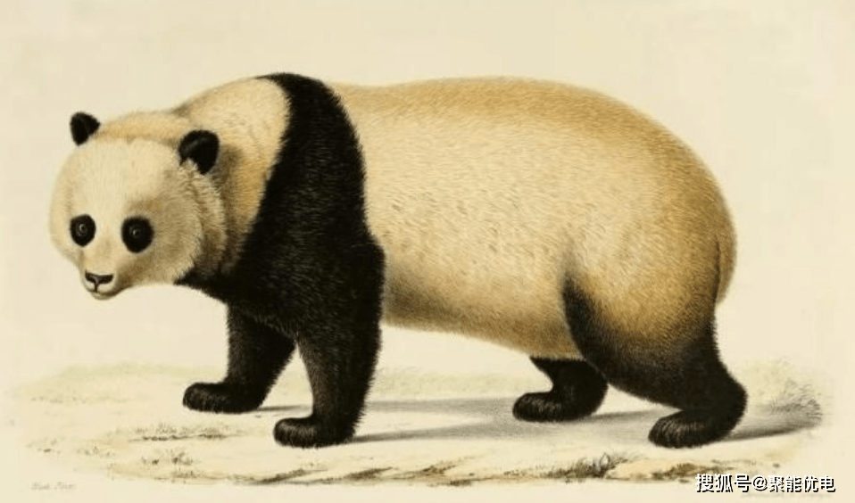 历史上的今天｜“熊猫之乡”卧龙自然保护区建立