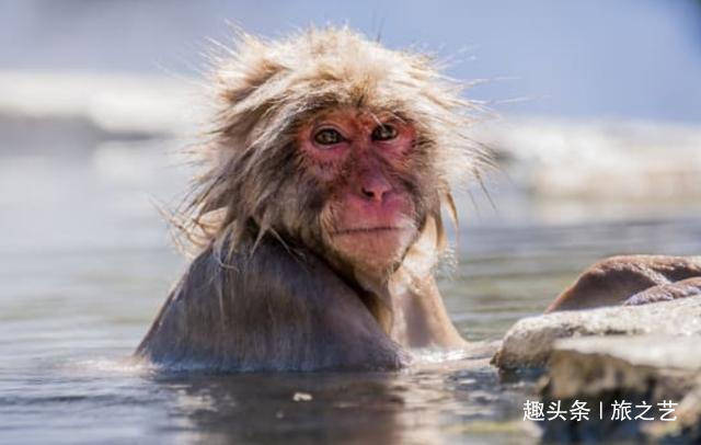 果然是温泉大国，猴子在私人浴缸里泡澡，对游客旁若无人