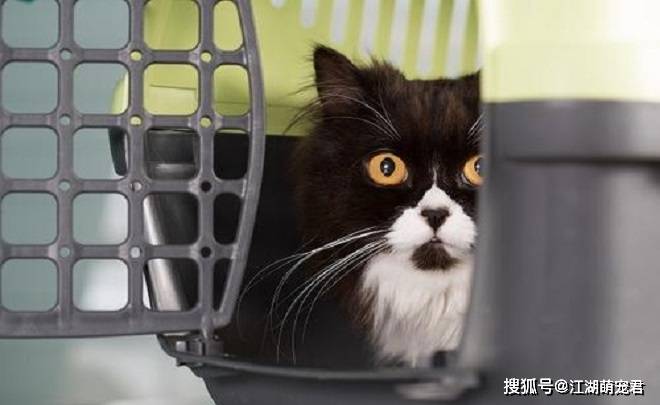 猫咪不喜欢的6种行为，你做过几样，快来看看吧！_主人