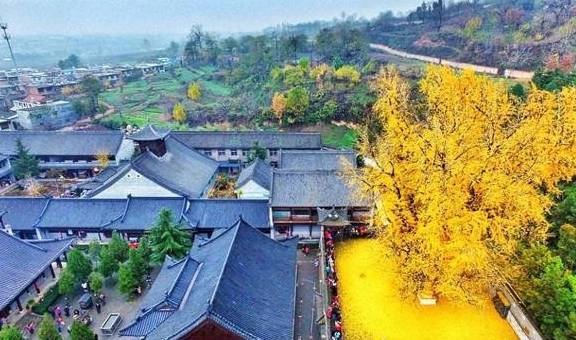世界上最漂亮的三棵树：中国日本各有一颗，身处其中美如仙境！