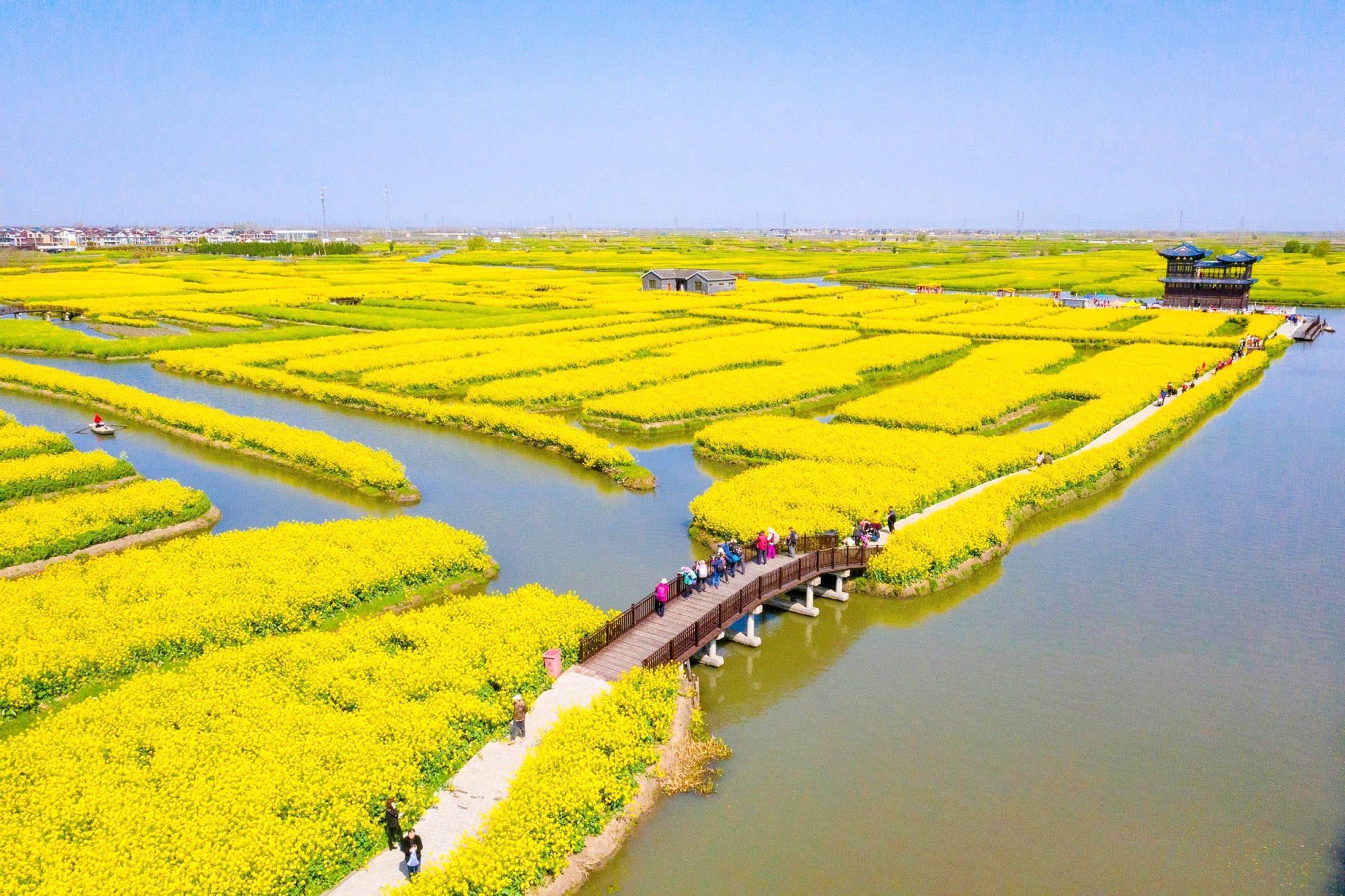 兴化千岛菜花,江苏最美油菜花观赏地之一,拥有万亩油菜花田