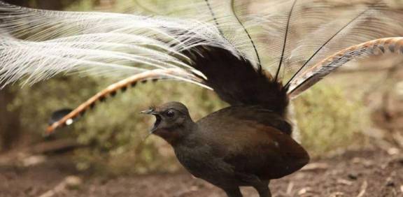 世界上最特殊的鸟，会跑不会飞？还能模仿任何声音！