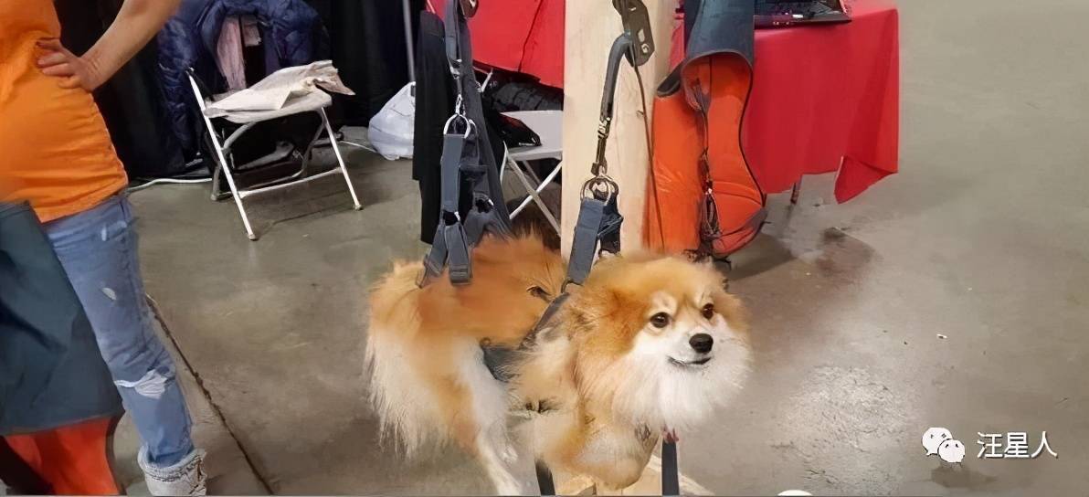 狗子被悬空吊起一脸绝望主人却在一旁无动于衷走近一看笑喷了