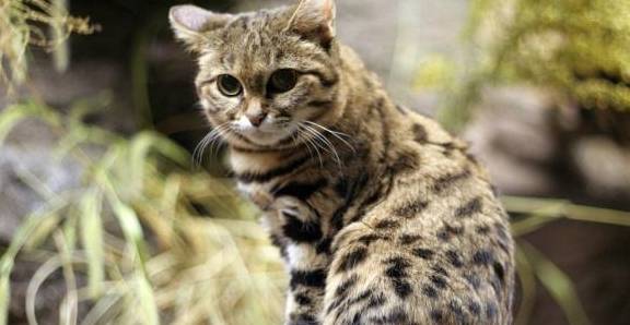 猫科动物实力排名_猫科动物大小排名图片(2)