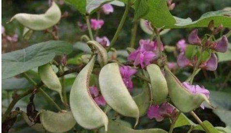 佛手瓜怎么种植才能长得好 624eee42581744c99efee1edcd3847d1.jpeg