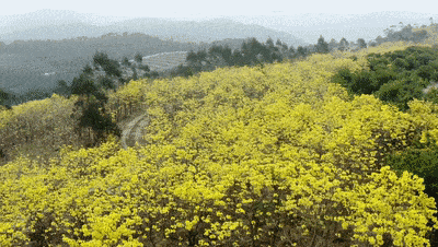 美图来袭！翔安妙高山的黄花风铃木开了！
