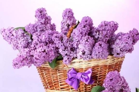 7种紫色的花朵美极了，你最喜欢哪一款？