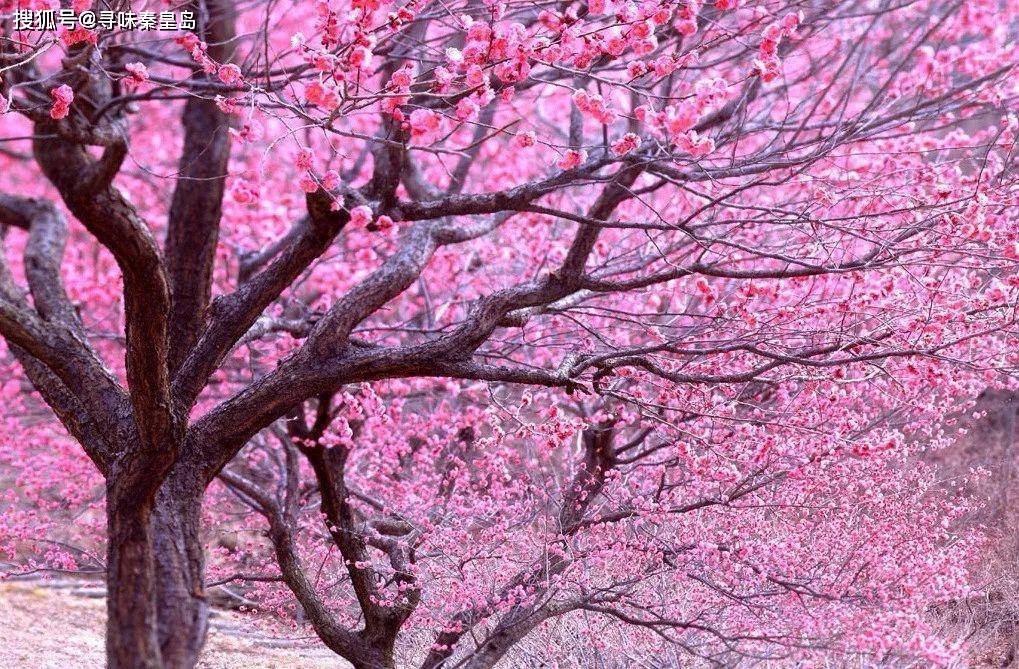 春季赏花指南，秦皇岛的春天都藏在这里啦，您请查收