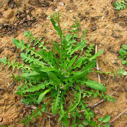 三叉草图片及功效 0e7375de7ed3472ab7134443cee40a44.jpeg