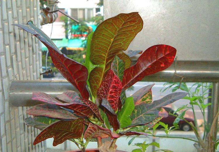 变叶木从室外搬到屋内养换个养护方法叶子四季不怕黄叶