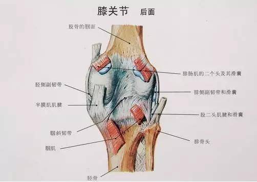 膝盖半月板撕裂怎么办