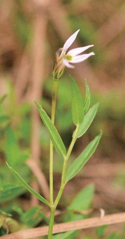 半边莲是冬天最适合养的花花期很长一开就是好几个月