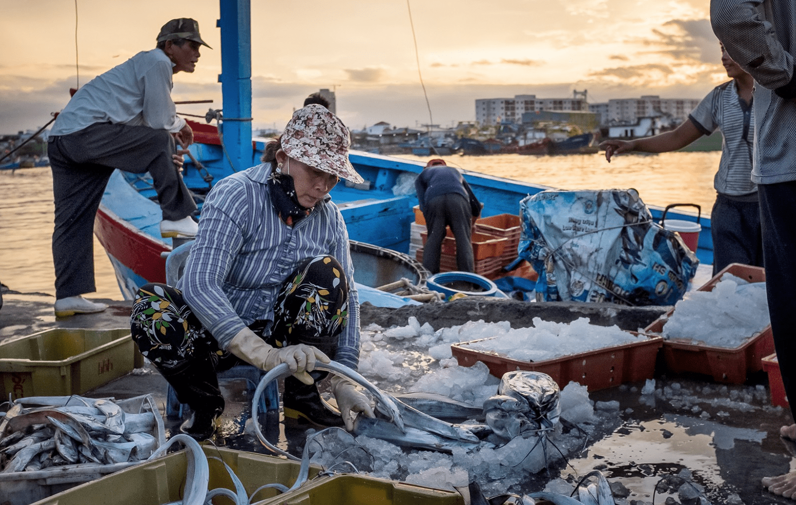 山东沿海为何突然海星泛滥一天捕捞超万斤吃货能解决问题么