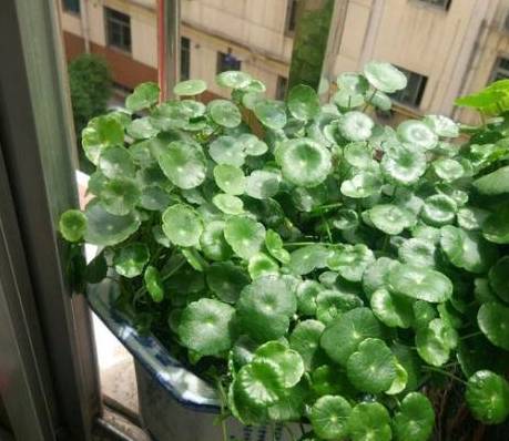 8种 寓意花 室内养一盆 象征好运和招财 我就养了 花卉