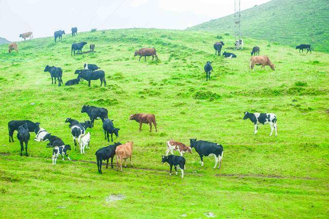 这是西南最接近天空的草原，地域辽阔，牛羊成群，夏季的时候最美