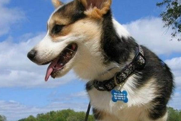 如何给狗狗办狗证 365be87dd31b4a65a04714e485738ad4.jpeg