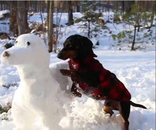 主人雪地堆狗雪人，親密無間惹家裡的狗吃醋了，接下來不得了！ 萌趣萌寵 第4张