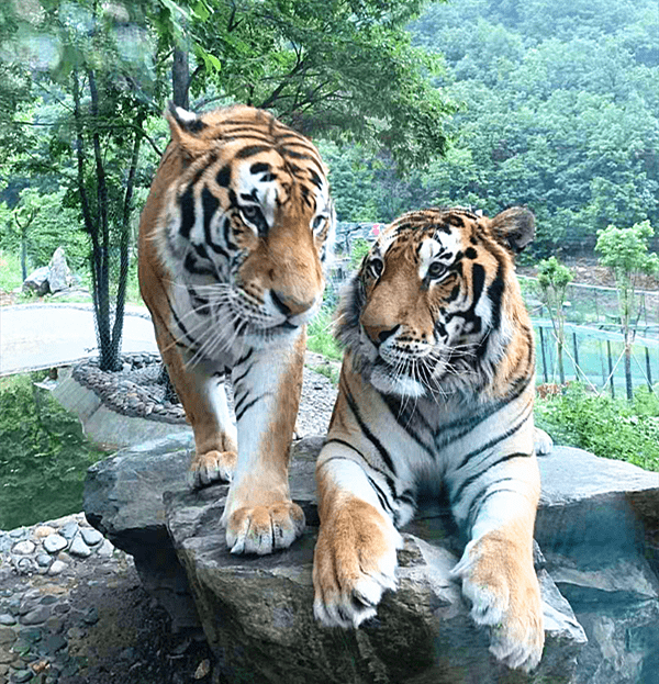 欒川竹海野生動物園,坐落於風光秀麗的伊水河邊,豫西伏牛山的原始森林