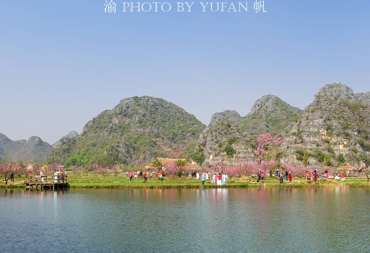 云南一个5A景区以假桃花吸引游客，游客却乐在其中，还表示真香