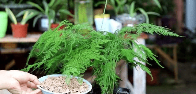 用什么方法可以养好文竹 48977d7ebba14df9b24027481681cb4d.png