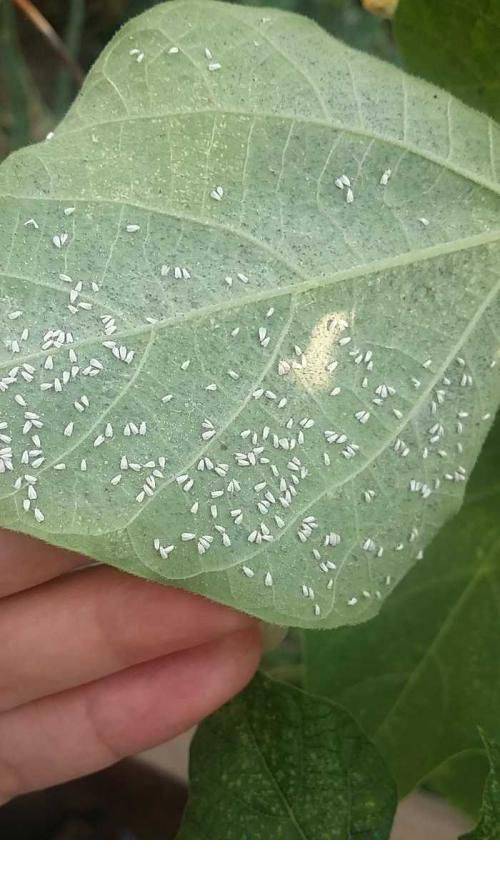 原色花卉病害虫百科 6 原色花卉病害虫百科 6 花卉小百科－小百科圖鑑-